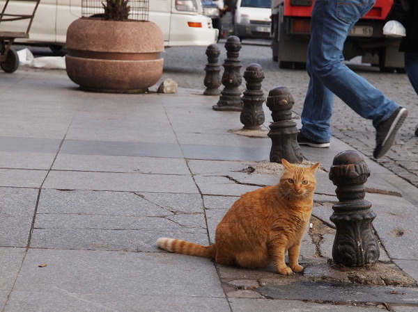 劇場版 岩合光昭の世界ネコ歩き コトラ家族と世界のいいコたち 7枚目の写真・画像