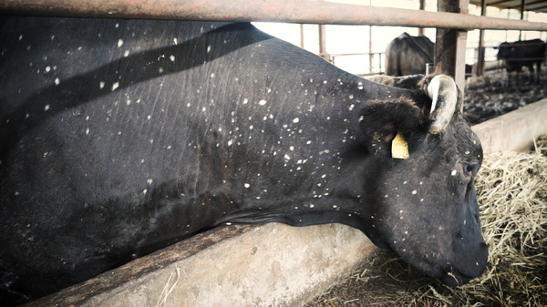 被ばく牛と生きる 10枚目の写真・画像