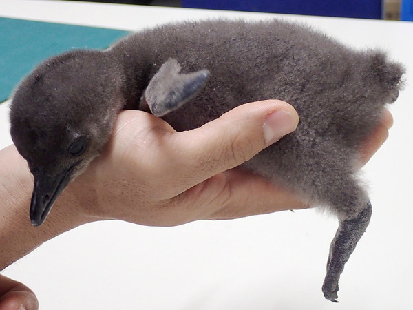 1月13日生まれのケープペンギンの赤ちゃん（生後11日目の写真）