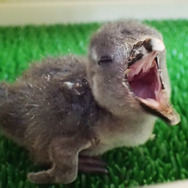 1月29日生まれのケープペンギンの赤ちゃん（生後1日目の写真）