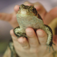 ガッキーも飼ってる 爬虫類女子、必見！ 「iZoo」で爬虫類の赤ちゃんを抱っこしよう！