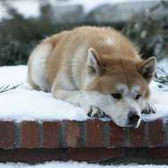 HACHI 約束の犬 3枚目の写真・画像