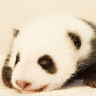 51（ウーイー）世界で一番小さく生まれたパンダ 1枚目の写真・画像