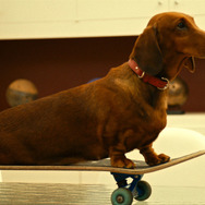 トッド・ソロンズの子犬物語 6枚目の写真・画像