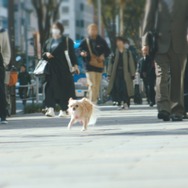 フジカラー年賀状WEB動画「戌年に犬とつくる年賀状」篇