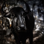 ジャッリカットゥ　牛の怒り 7枚目の写真・画像