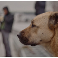 ストレイ 犬が見た世界 4枚目の写真・画像