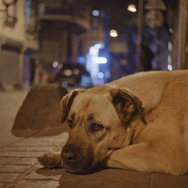 ストレイ 犬が見た世界 6枚目の写真・画像