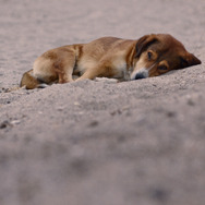 ストレイ 犬が見た世界 8枚目の写真・画像