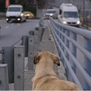 ストレイ 犬が見た世界 9枚目の写真・画像
