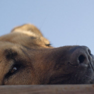 ストレイ 犬が見た世界 2枚目の写真・画像