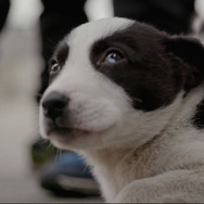 ストレイ 犬が見た世界 15枚目の写真・画像