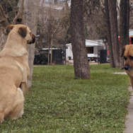 ストレイ 犬が見た世界 16枚目の写真・画像