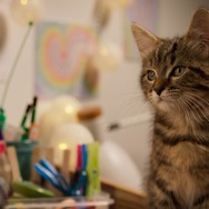 ルー、パリで生まれた猫 3枚目の写真・画像