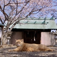 五香宮の猫 2枚目の写真・画像