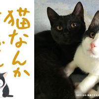 風間俊介主演『猫なんかよんでもこない。』公開に向け、”猫映画祭”プロジェクトが始動 画像