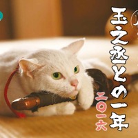 『猫侍』白い美猫・玉之丞の萌えまくる初カレンダー発売決定！ 画像