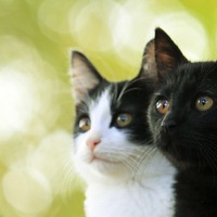 中川翔子「猫は大切な家族であり親友」…『猫よん』に愛あふれるコメント続々到着 画像
