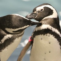 ペンギンも恋する季節到来！バレンタインは「すみだ水族館」で 画像