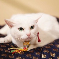 猫の日記念「猫侍」あなごの秘蔵写真一挙公開！悶絶必至の激萌え“子猫”時代も 画像