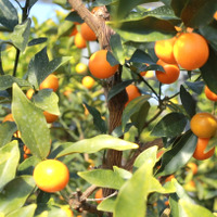 アレンジ自在！ ビタミンたっぷりの天然サプリ・完熟キンカン「たまたま」 画像