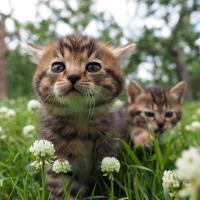 【予告編】吉岡里帆のナレ披露！岩合光昭が撮る世界のネコたちに「幸せが込み上げました」 画像