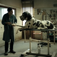 マッテオ・ガローネ監督最新作、犬たちが目撃する不条理な人間の世界…『ドッグマン』予告編 画像