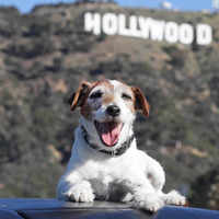 『アーティスト』の名犬・アギー、“犬”版アカデミー賞で最優秀賞受賞！ 画像