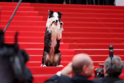 第77回カンヌ国際映画祭が開幕！昨年のパルムドール『落下の解剖学』の俳優犬メッシが登場、注目を浴びる 画像