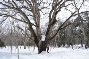 「赤倉観光ホテル」冬限定フォレストセラピーで戸隠の森を散策！ 画像