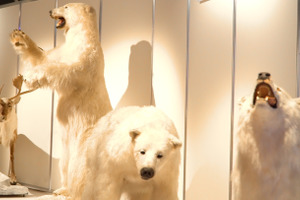 この夏は東京の“南極・北極”でヒンヤリ体験!? 「南極・北極展」 画像