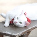 “ヒロイン”あなごの美猫写真20連発！『猫侍　南の島へ行く』・画像