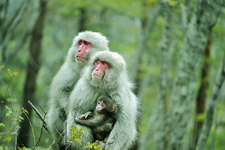 日本列島　いきものたちの物語