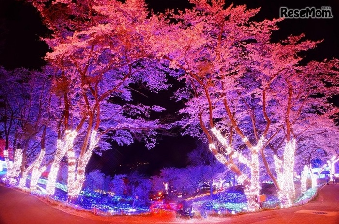 さがみ湖イルミリオン―夜桜イルミネーション