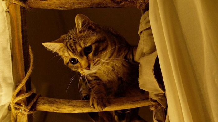 『ルー、パリで生まれた猫』　© 2023 MC4–ORANGE STUDIO–JMH & FILO Films