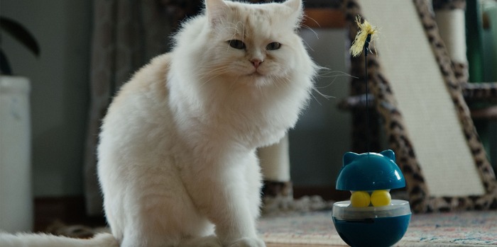 『猫たちと7000マイルの旅』©2025 Gray Hat Productions LLC All Rights Reserved