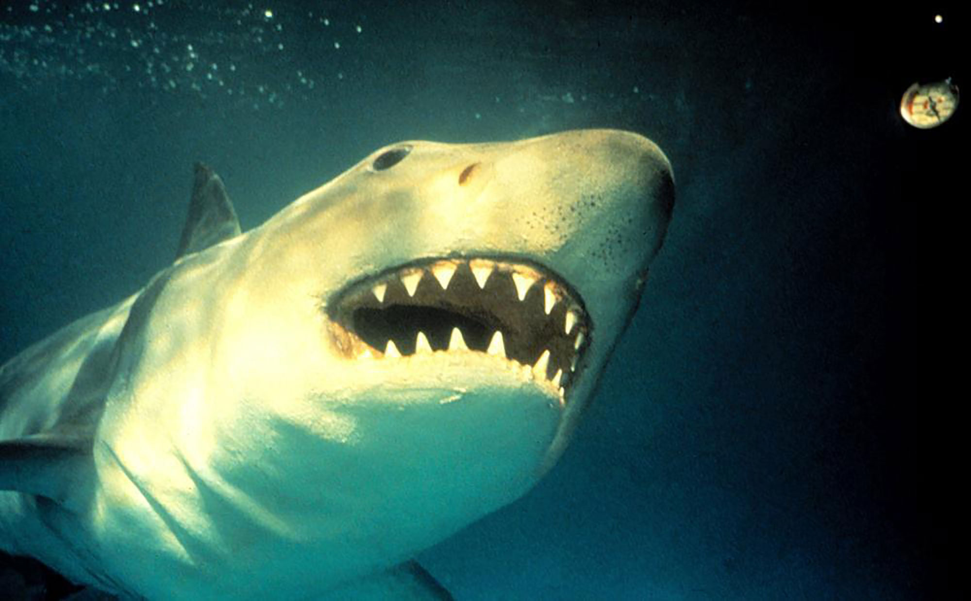 水族館に人食いザメが襲来、海洋パニックシリーズ第3弾…映画天国『ジョーズ3』 | cinemacafe.net