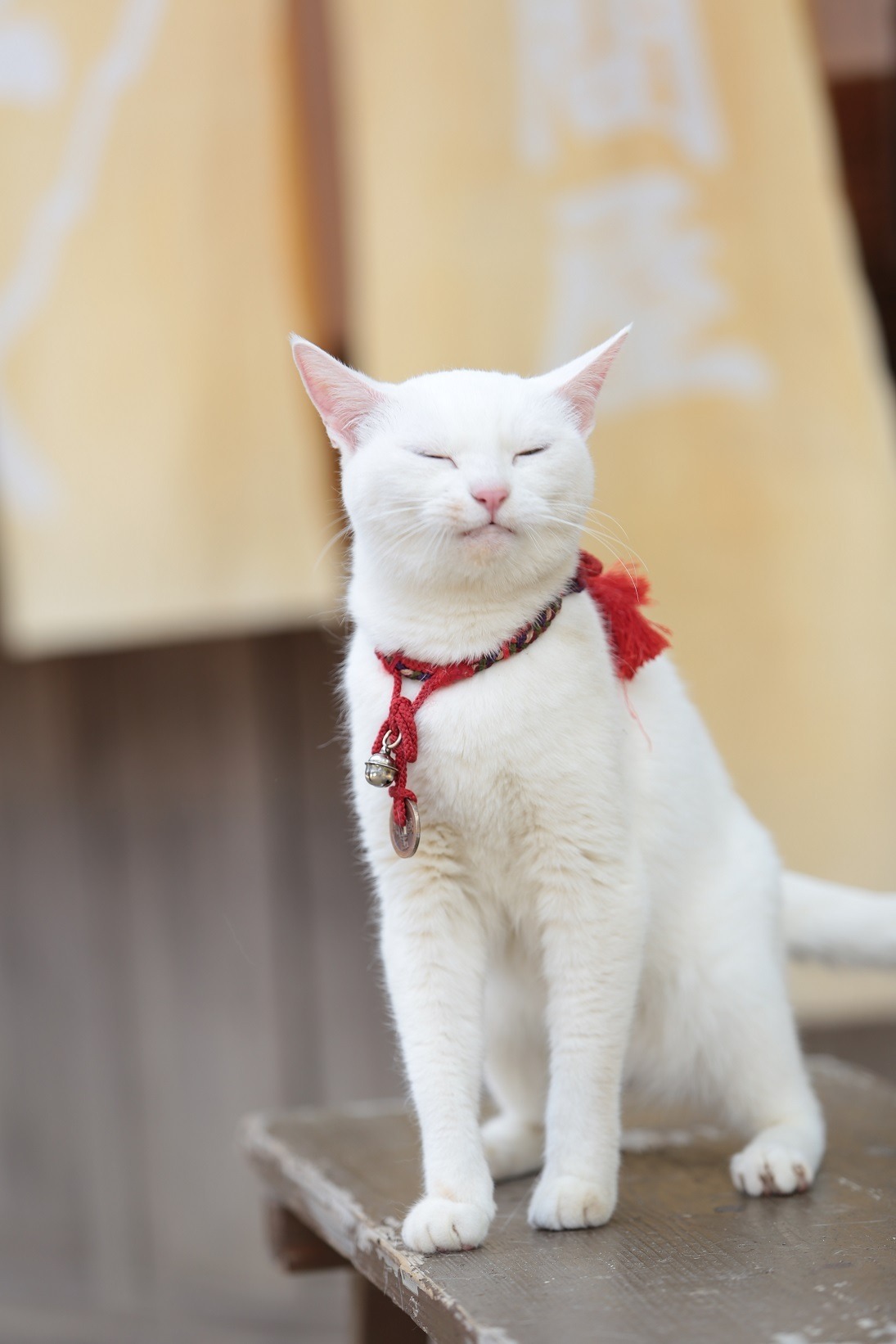 ヒロイン あなごの美猫写真連発 猫侍 南の島へ行く 7枚目の写真 画像 Cinemacafe Net