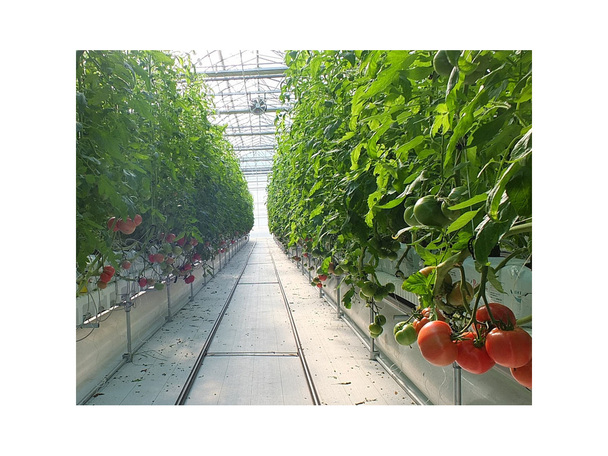 ディズニー パークに供給する野菜農園を山梨県に設立 Cinemacafe Net