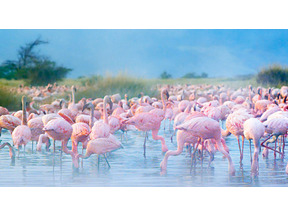 【シネマVOYAGE】圧倒的臨場感！　3Dで体感する贅沢な旅…『ネイチャー』 画像