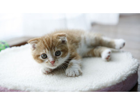 雨の日だからこそ観たい映画vol.3　かわいさに、思わず顔がほころぶ『ネコナデ』 画像