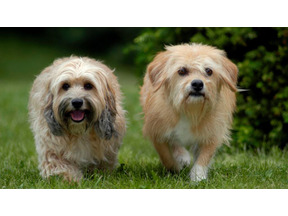 動物がいっぱい、アニマル系おすすめ映画 vol.2　映画スターにチュッ 画像