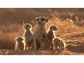 元気になれる動物映画vol.2　家族愛と勇気に涙！　カラハリ砂漠の小さな勇者 画像