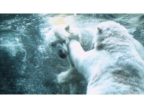 元気になれる動物映画vol.1　絶対行きたい！　逆境に打ち勝った日本最北の動物園 画像