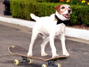 『アーティスト』の名演で知られる俳優犬・アギー、13歳で亡くなる 画像