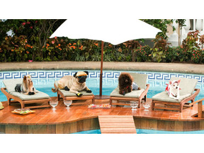 【G.W.は何を観る？】単なる犬ドラマと侮るなかれ『ビバリーヒルズ・チワワ』 画像