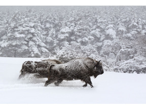 【MOVIEブログ】2015 東京国際映画祭作品紹介（ラスト） 画像