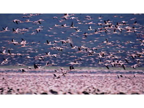 見上げてごらん、広い空vol.1　フラミンゴに見る、壮大なライフサイクルのドラマ 画像