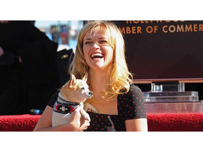 リース・ウィザースプーンの“相棒”『キューティ・ブロンド』のチワワが18歳で死去 画像