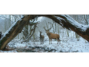 【MOVIEブログ】2017ベルリン映画祭 Day2 画像